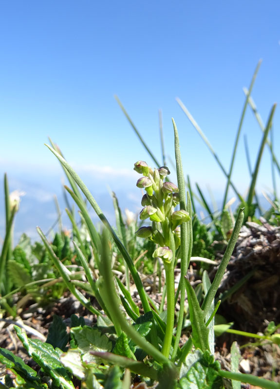 Chamorchis alpina